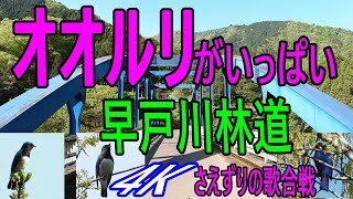 オオルリがいっぱい・早戸川林道＜４K＞美しいさえずりの歌合戦♪