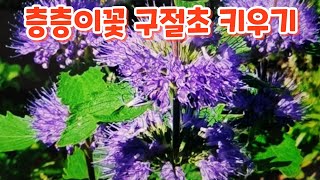 꽃향기야생화 #층층꽃 #구절초 #키우기