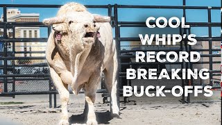 Cool Whip's Record Breaking Buck-Off Streak