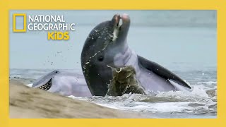 Wild Babies Of America S National Parks Full Episode Natgeokids