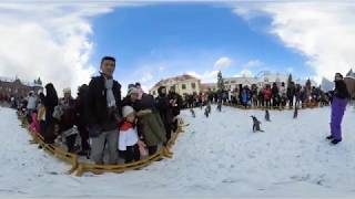 Penguin Parade at Noboribetsu Marine Park Nixe