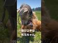 遊び上手なお兄ちゃん #ゴールデンレトリバー #ワイマラナー #大型犬