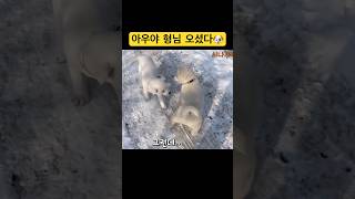 아우야 형님 오셨다🐶 #영월해리네 #서열 #강아지산책 #진도개