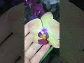 Тішуся❣️Нові розпуски літнього квітування❣️ 🥰😍 phalaenopsis орхідеї orchid stopwar 🇺🇦