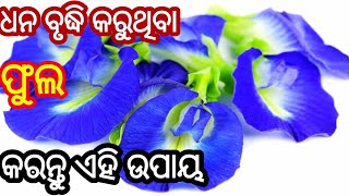 ଧନ ର ବର୍ଷା କରୁଥିବା ଫୁଲ |କରନ୍ତୁ ଏହି ଉପାୟ |odia bayagita tips |odia Nitisastra