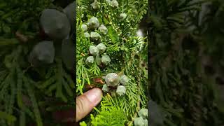 Cypress tree  with fruits  so amazing #short #cypress