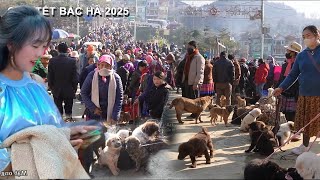 MARKET ON THE 27TH DAY OF TET IN THE HIGHLANDS - BAC HA MARKET IN LAO CAI SELLS TET PORK AND