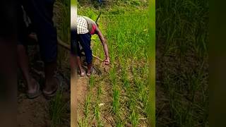 Irrigation channel through field bund 😁#farming #nature #youtubeshorts