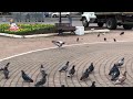 Şehİrde vahŞİ hayat. marti gÜvercİnİ atmaca gİbİ avliyor son ÇirpiniŞlar seagull pigeon attack