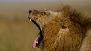 19-day Ultimate Kenya and Tanzania Wildlife Safari (2012)