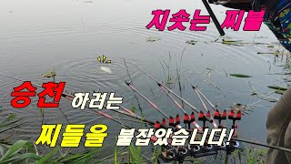 솟구쳐 오르는 찌//연밭 저수지// 짧은대 포인트//독탕