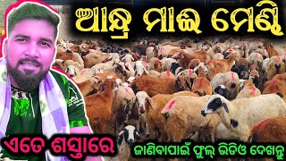 ସବୁଠାରୁ ଶସ୍ତାରେ ଆନ୍ଧ୍ର ମାଈ ମେଣ୍ଢି//Lowest price Andhra breeds sheep 🐏🐏🐏 @Bhaskardipuvlogs