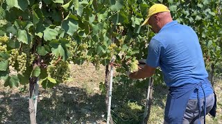 Al via alla vendemmia delle uve Chardonnay: produzione ridotta ma ottima qualità