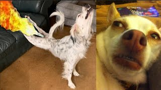 10 Minutes Of Dogs Reaction To Fart 🐕💨  - TRY NOT TO LAUGH 😂😂😂