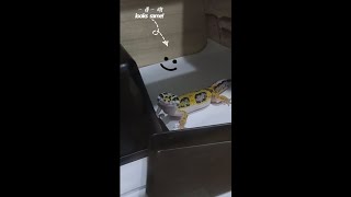 [ 我的豹纹守宫 ]  MY Gecko - 新成员！ 来了两只土匪！