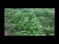 LowBoy planted in a mix with crimson clover - Eastern PA, 4/2/2020