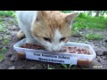 white kitten hisses and cats eating food