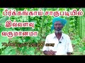 பீர்க்கங்காய் சாகுபடி ஆரம்பம் முதல் அறுவடை வரை| Ridge Gourd Cultivation | Ridge Gourd |