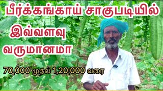 பீர்க்கங்காய் சாகுபடி ஆரம்பம் முதல் அறுவடை வரை| Ridge Gourd Cultivation | Ridge Gourd |