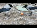 Низкоранговые вороны нежно обращаются с яйцом low ranking crows handle an egg gently