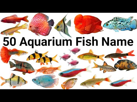 50 Aquarium Fish Name | Aquarium Fish Name In English - YouTube