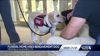 Soxman Funeral Home introduces new staff member, a bereavement care dog