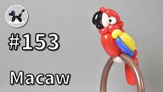 Macaw - How to Make Balloon Animals #153