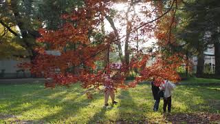 【不在の時間#43】 紅葉の終わり　愛知大学 豊橋キャンパスの様子　20201212