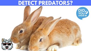 How Do Wild Rabbits Detect Predators?