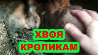 ХВОЯ КРОЛИКАМ#Needles for rabbits.