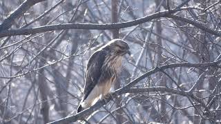 【日本の野鳥】ノスリ  Common  Buzzard　（タカ科）　＃日本の野鳥＃ノスリ＃タカ科