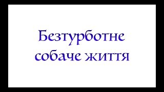 Безтурботне собаче життя