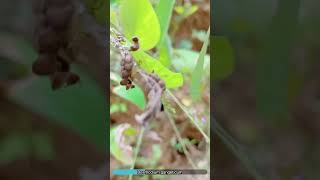 Desmodium gangeticum, a medicinal herb of India