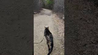 Walk 12.24.24 | A Walk With Kimahri V | Cox Arboretum #cat #nature #hiking