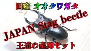 国産 オオクワガタ 産卵セット 組み方 奈良輪本家 川西 Stag beetle クワガタムシ　クワカブ　カブクワ