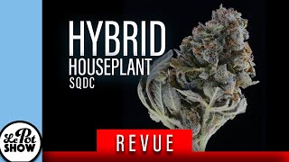 revue cannabis : HYBRID / HOUSEPLANT #SQDC