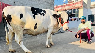 ਮੁੱਲ 46 ਹਜ਼ਾਰ -1 ਤਾਜ਼ੀ ਸੂਈ ਗਾ -3 ਗੱਬਣ ਗਾਵਾ ਵਿਕਾਉ -4 cow for sale (4-1-2025)