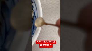 ミヤコヒキガエル、これは脱皮してるんでしょうか#shorts #カエル #ヒキガエル