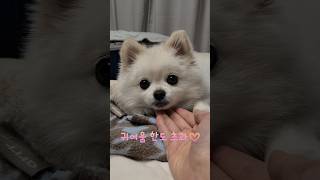 귀여움 한도 초과된 강아지 ❤️ #shorts #추천영상 #폼피츠 #귀여운강아지