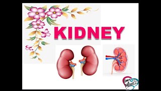 ANATOMY OF KIDNEY INTRODUCTION | EXTERNAL FEATURES , INTERNAL FEATURES OF KIDNEY &  FUNCTION | HILUM