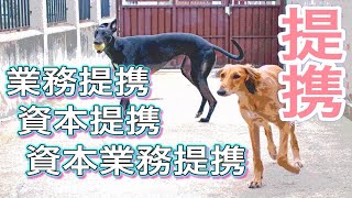 提携とは何か？わかりやすく解説