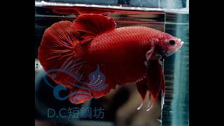 11/27【DC短鯛坊】巨型紅PK公鬥魚 No.S332