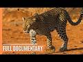 The Ultimate Predator - A Mother's Deadly Hunt in the Serengeti | Full Wildlife Documentary