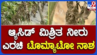 Mandya Tomato Crop: ಕಿಡಿಗೇಡಿಗಳಿಂದ ರೈತ ಬೆಳೆದ ಬೆಳೆ ಸಂಪೂರ್ಣ ನಾಶ | ಟೊಮ್ಯಾಟೋ ನಾಶಕ್ಕೆ ರೈತ ಕಂಗಾಲು | #TV9A