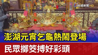 澎湖元宵乞龜熱鬧登場 民眾擲筊搏好彩頭