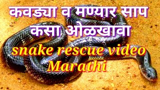 कवड्या व मण्यार साप कसा ओळखावा संपूर्ण माहिती मराठी / kawadya snake rescue video Marathi