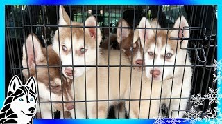 SIBERIAN HUSKY PUPPIES | So many Puppies | HELP US HELP HUSKIES