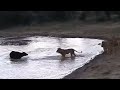 The Best Of Animal Attack 2022 - Most Amazing Moments Of Wild Animal Fight! Wild Discovery Animal p4