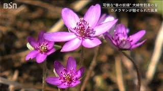 可憐な春の妖精「雪割草」