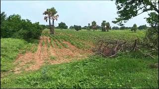 1 ఎకరం 20 గుంటలు 32 లక్షలు యాదాద్రి టెంపుల్ 26km విలేజ్  కురారం మండలం రాజపేట జిల్లా బోనగిరి యాదాద్రి